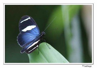Sara Butterfly  / Heliconius sara