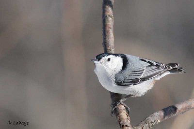 Sittelle à poitrine blanche / White-breasted Nuthatach
