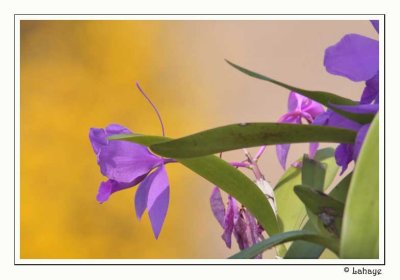 Flowers - Fleurs