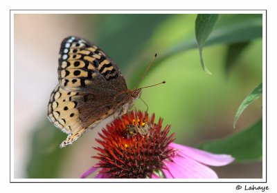 Argynne cybèle (Speyeria cybele)