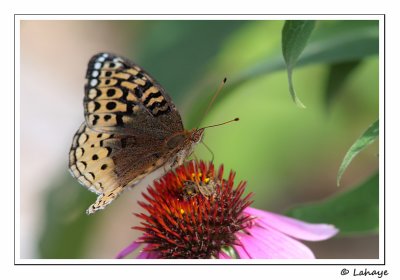 Argynne cyble (Speyeria cybele)