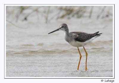 Grand Chevalier / Greater Yellowlegs