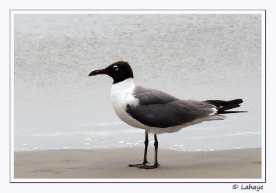 Oiseaux - 2011 - Birds