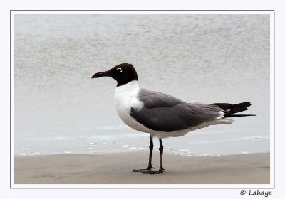 Mouette atricille / Laughing Gull