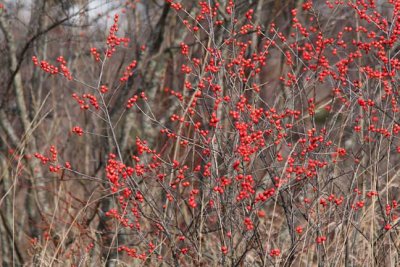 Houx verticillé femelle (Ilex verticillata)