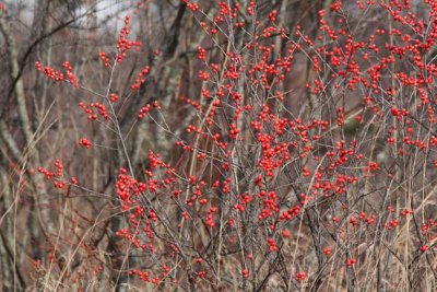 Houx verticill femelle  (Ilex verticillata)