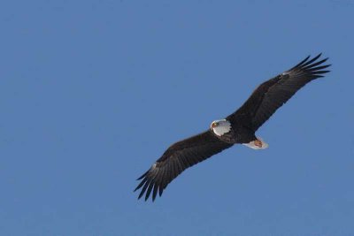 Pygargue à tête blanche / Bald Eagle
