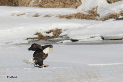 Pygargue à tête blanche / Bald Eagle