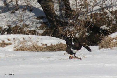 Pygargue à tête blanche / Bald Eagle
