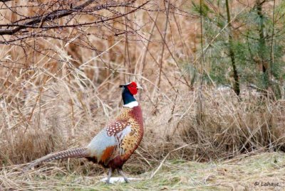 Faisan de Clochide / Ring-necked Pheasant