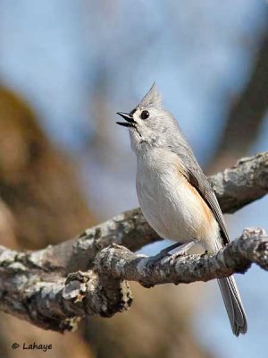 Mésange bicolore / Tufted Titmouse
