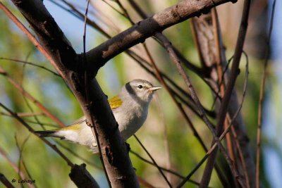 Paruline Obscure / Tenesse Warbler