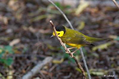 Paruline à Capuchon / Hooded Warbler