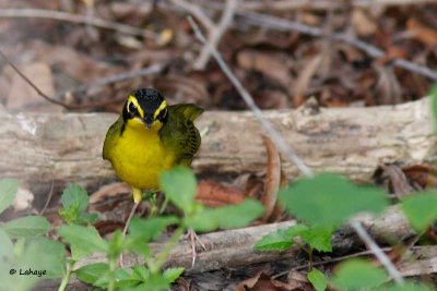 Paruline du Kentucky / Kentucky Warbler