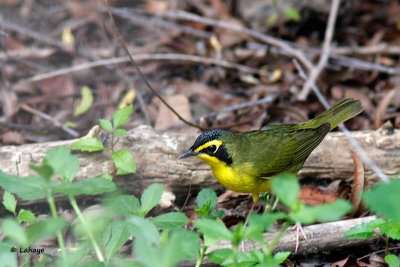 Paruline du Kentucky / Kentucky Warbler