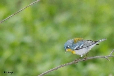 Paruline à Collier / Northern Parula