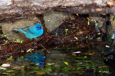 Passerin Indigo / Indigo Bunting