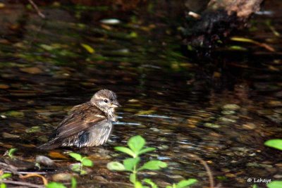 Moineau domestique / House Sparrow