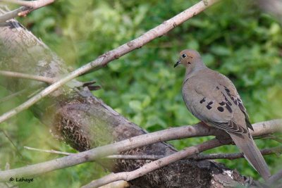 Tourterelle triste / Mourning Dove
