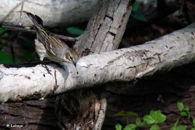 Paruline à croupion jaune / Yellow-rumped Warbler