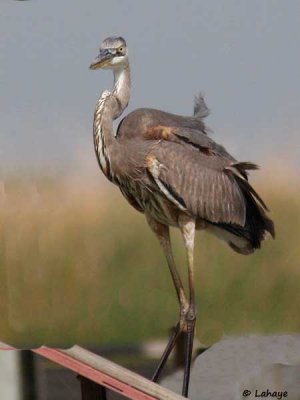 Grand héron / Great Blue Heron