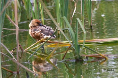 Dendrocygne fauve / Fulvous Whistling-Duck