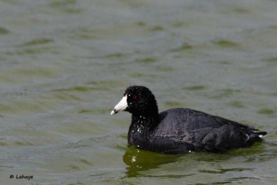 Foulque d'Amérique / American Coot