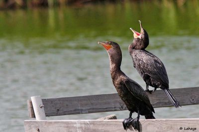 Cormorans à aigrettes / Double-crested Cormorants
