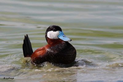 Érismature rousse / Ruddy Duck