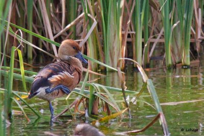 Dendrocygne fauve / Fulvous Whistling-Duck