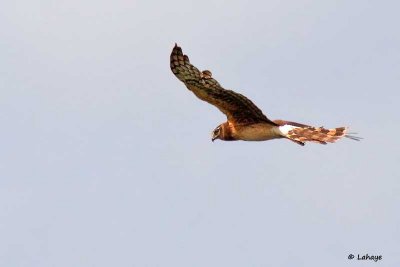 Busard Saint-Martin / Northern Harrier