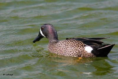 Sarcelle à ailes bleues / Blue-winged Teal