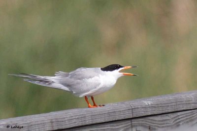 Sterne de Forster / Forster's Tern