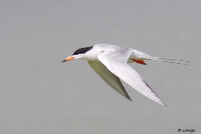 Sterne de Forster / Forster's Tern