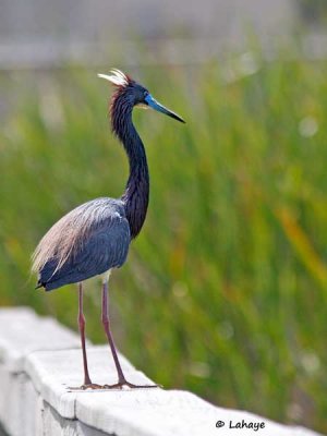 Aigrette tricolore / Tricolored Heron