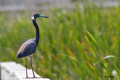 Aigrette tricolore / Tricolored Heron