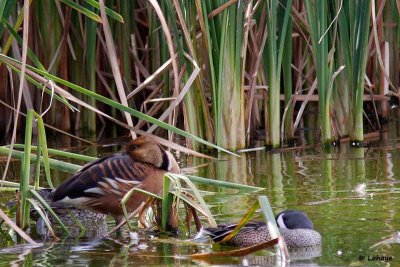 Dendrocygne fauve / Fulvous Whistling-Duck