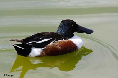 Canard Souchet / Northern Shoveler