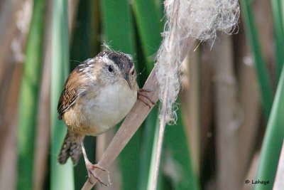 Troglodyte des marais / Marsh Wren