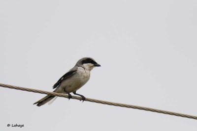 Pie grièche migratrice / Loggerhead Shrike