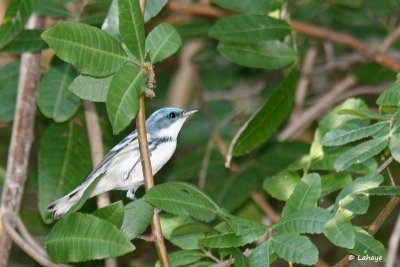 Paruline azurée / Cerulean Warbler