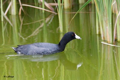 Foulque d'Amérique / American Coot