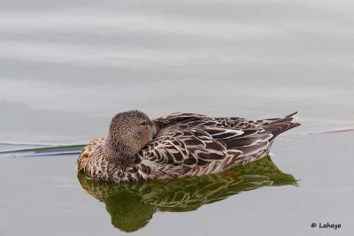 Canard souchet / Northern Shoveler