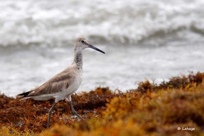 Chevalier semipalmé / Willet