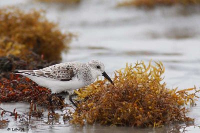 Bécasseau sanderling / Sanderling