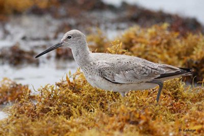 Chevalier semipalmé / Willet