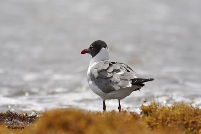 Mouette atricille / Laughing Gull