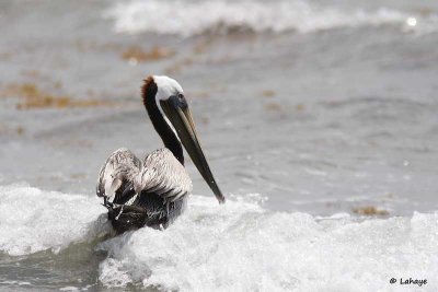 Pélican brun / Brown Pelican