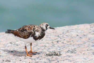 Tournepierre à collier / Ruddy Turnstone