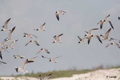 Mouettes atricilles / Laughing Gulls